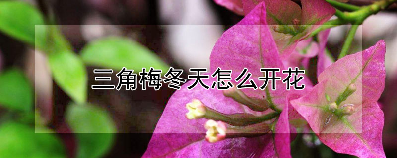 三角梅冬天怎么开花 三角梅北方冬天怎样它开花让它开花