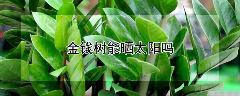 金钱树能晒太阳吗(金钱树能晒太阳吗冬天)