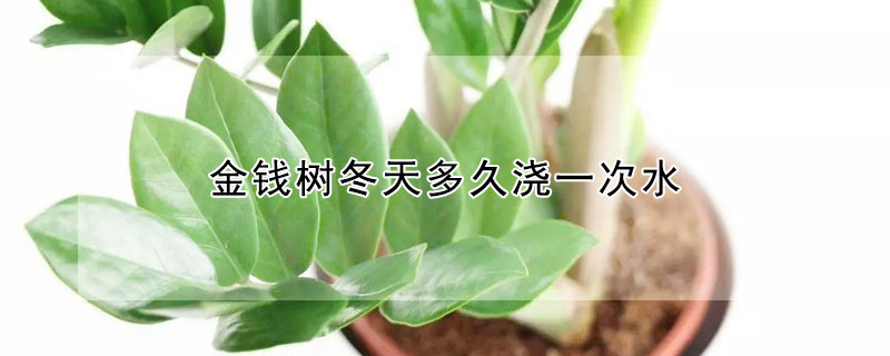 金钱树冬天多久浇一次水(金钱树冬天多久浇一次水?)