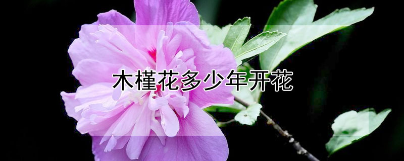 木槿花多少年开花 木槿花的花期多长