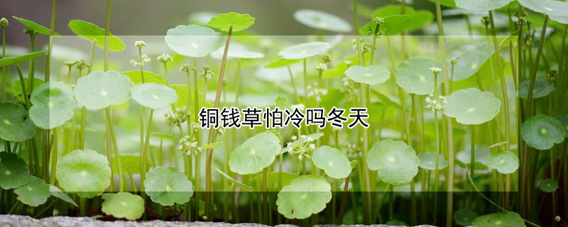 铜钱草怕冷吗冬天（铜钱草冬天怕不怕冷）
