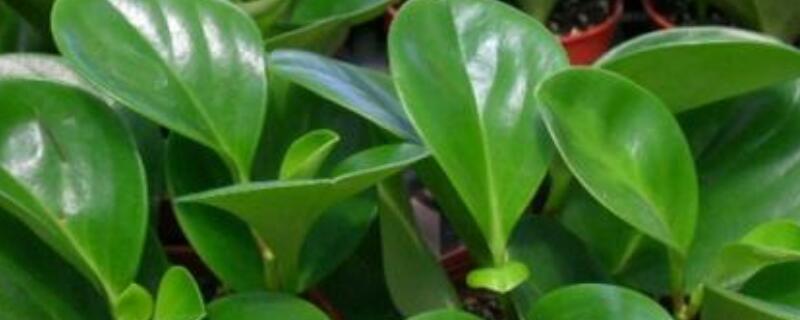 圆叶椒草的寓意是什么 皱叶椒草的寓意