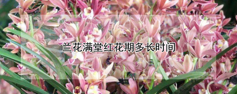 兰花满堂红花期多长时间（兰花红满天几月份开花）