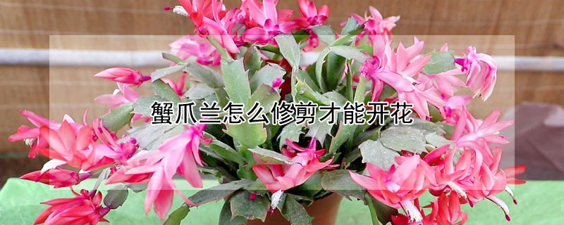 蟹爪兰怎么修剪才能开花（蟹爪兰开过花以后怎么修剪）