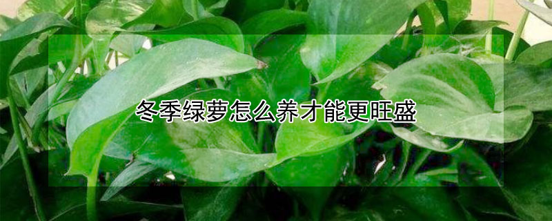 冬季绿萝怎么养才能更旺盛（秋冬绿萝怎么养才能更旺盛）