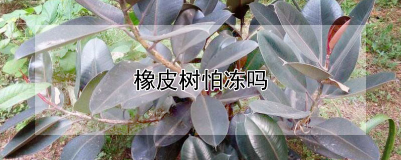 橡皮树怕冻吗(橡皮树怕冻死吗)