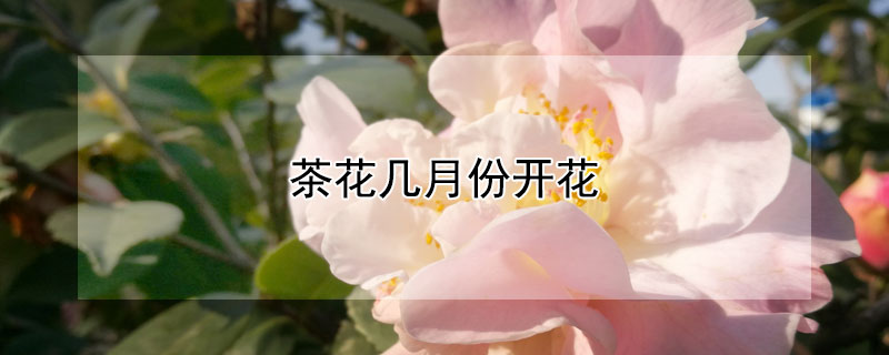 茶花几月份开花（盆栽茶花几月份开花）
