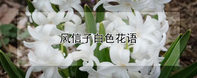 风信子白色花语 白色风信子花语及图片