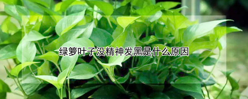 绿箩叶子没精神发黑是什么原因（冬天绿箩叶子没精神发黑是什么原因）