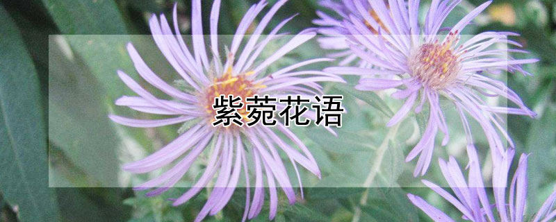 紫菀花语（紫菀花语和寓意）