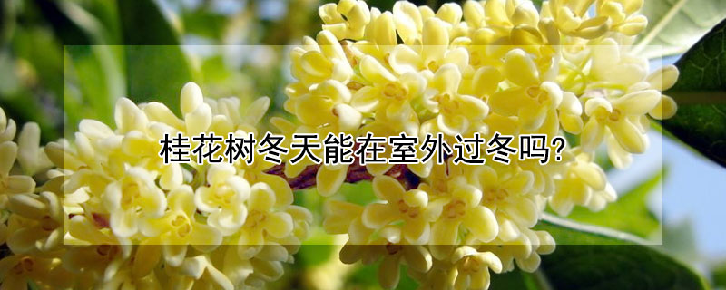 桂花树冬天能在室外过冬吗?（桂花树怎样过冬天）