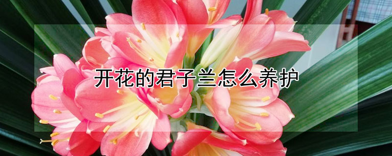 开花的君子兰怎么养护（君子兰开花以后怎么养护）