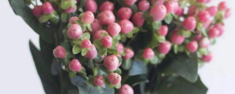 火龙珠的寓意 火龙珠的寓意是什么意思