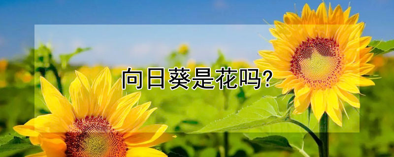 向日葵是花吗? 向日葵的花是什么样