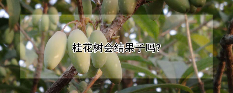 桂花树会结果子吗? 桂花树会不会结果子
