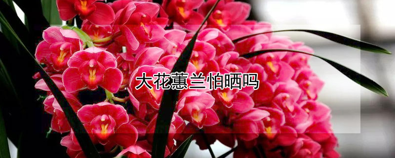 大花蕙兰怕晒吗(蕙兰不怕晒)