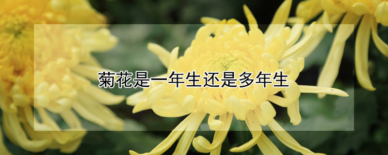 菊花是一年生还是多年生 菊花是一年生还是多年生?