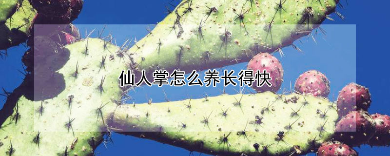 仙人掌怎么养长得快 仙人掌用什么土养长得快