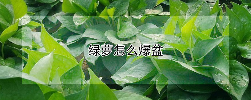 绿萝怎么爆盆（绿萝怎么能爆盆(图解）