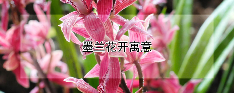 墨兰花开寓意（墨兰花开的寓意是什么）