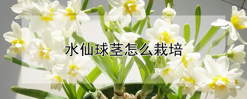水仙球茎怎么栽培（水仙球根怎么种植）