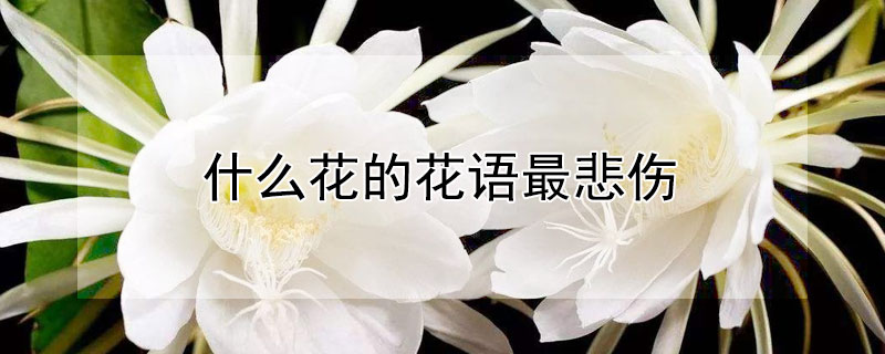 什么花的花语最悲伤 什么花的花语很伤感