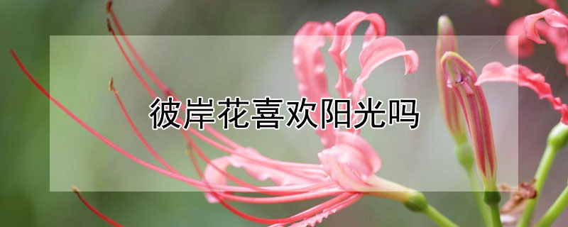 彼岸花喜欢阳光吗 彼岸花需要光照吗