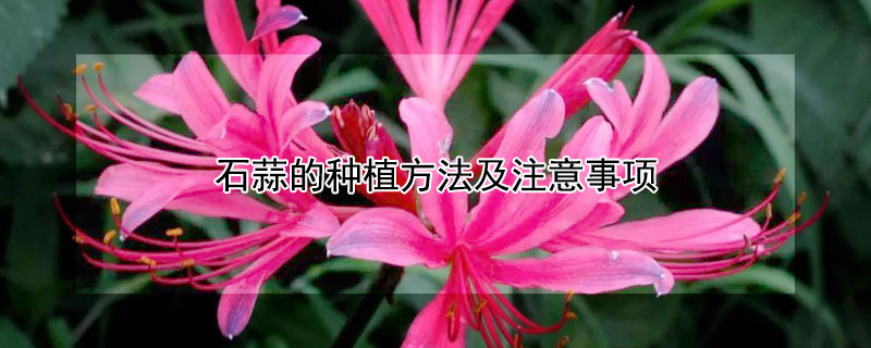 石蒜的种植方法及注意事项 石蒜的养殖方法和注意事项