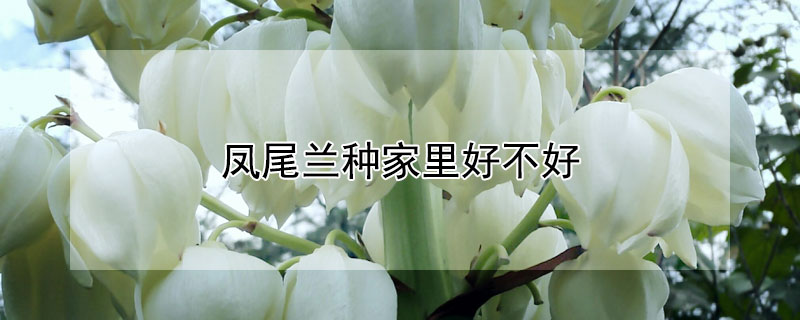 凤尾兰种家里好不好 凤尾兰适合在家里养么?