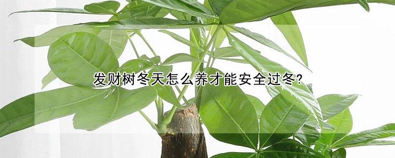 发财树冬天怎么养才能安全过冬? 发财树冬天怎么养才能安全过冬?平安树耐