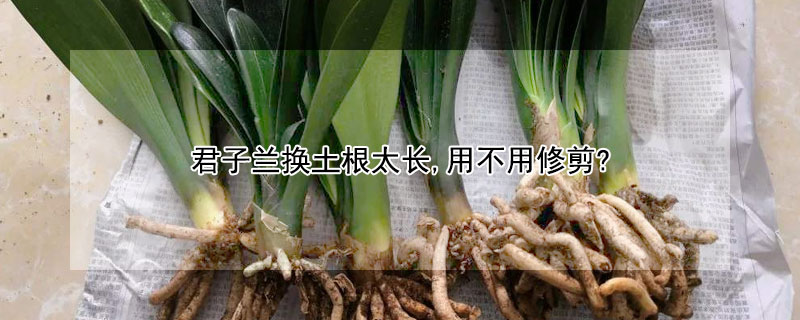 君子兰换土根太长,用不用修剪? 君子兰换土的时候根长又剪吗