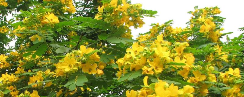黄槐决明花语寓意 黄槐决明的花语
