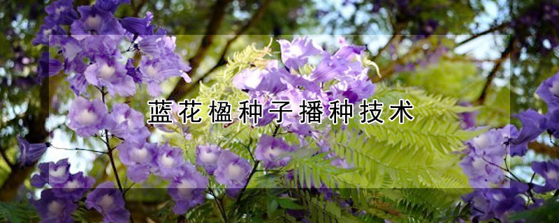 蓝花楹种子播种技术(蓝花楹育苗技术)