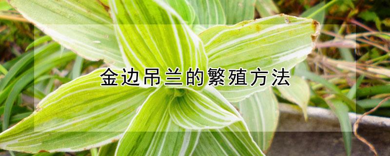 金边吊兰的繁殖方法（金边吊兰怎样移栽）