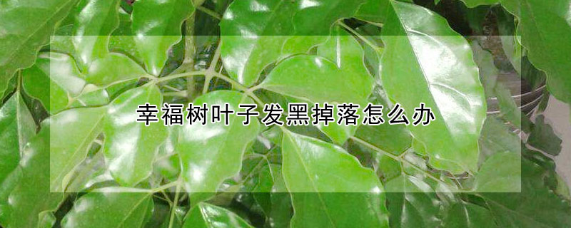 幸福树叶子发黑掉落怎么办（幸福树叶子发黑掉叶子怎么挽救）