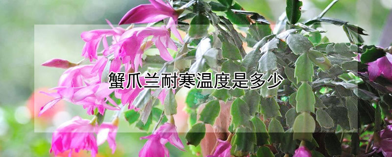 蟹爪兰耐寒温度是多少（蟹爪兰最低耐温多少度）