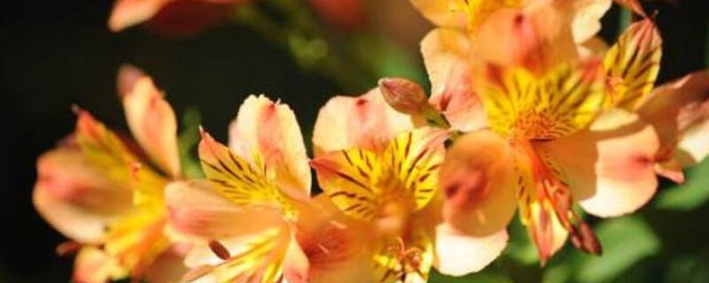 六出花花语 六出花花语是什么意思