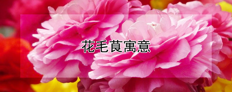 花毛茛寓意 毛茛花代表什么