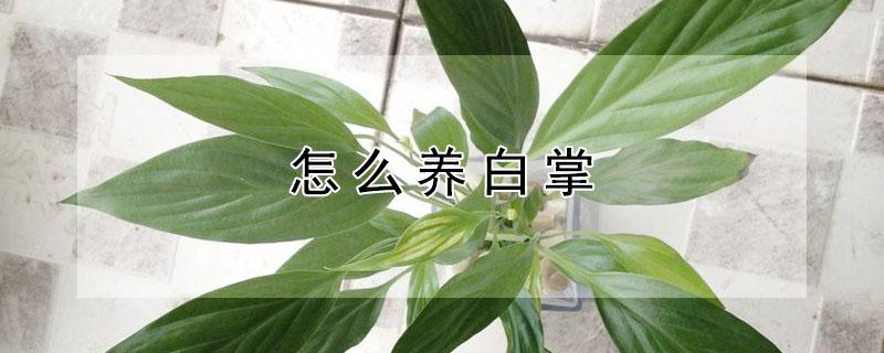 怎么养白掌（红掌花卉怎么养白掌）