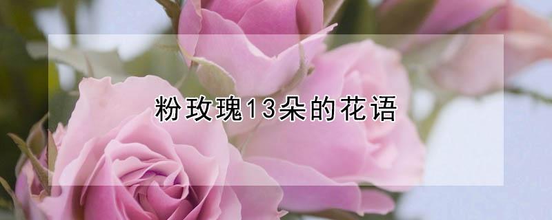 粉玫瑰13朵的花语 粉色玫瑰13朵花语
