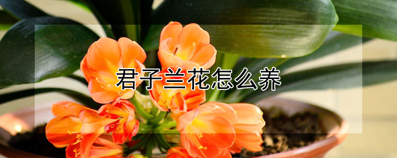 君子兰花怎么养 君子兰怎么养才能开花