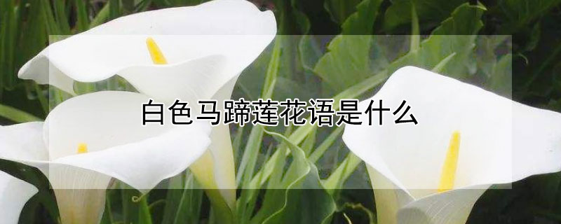 白色马蹄莲花语是什么（白色马蹄莲花语是什么意思）