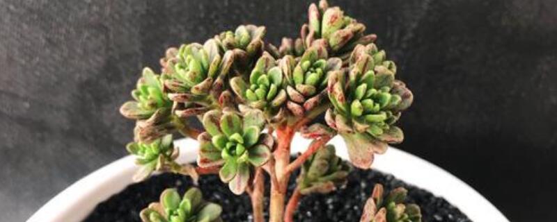 小人祭花语是什么 小人祭又叫什么