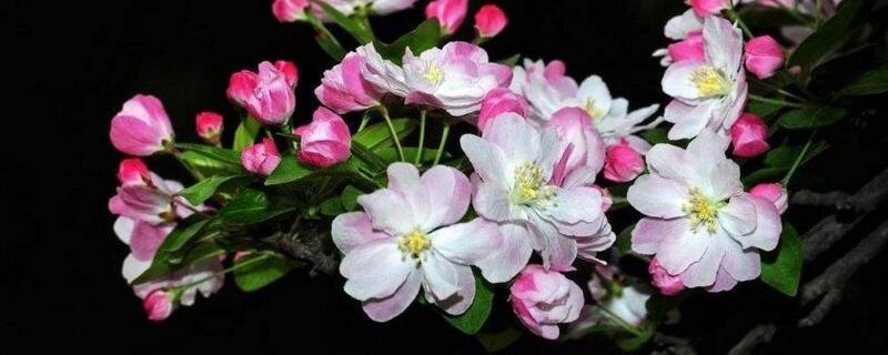 西府海棠花语 西府海棠花语为什么是单恋