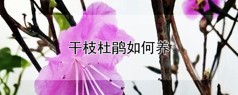 干枝杜鹃如何养（干杜鹃花枝怎么养）