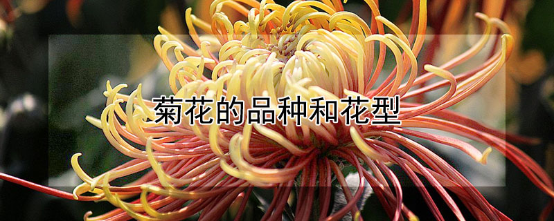 菊花的品种和花型（菊花的品种和花型介绍）