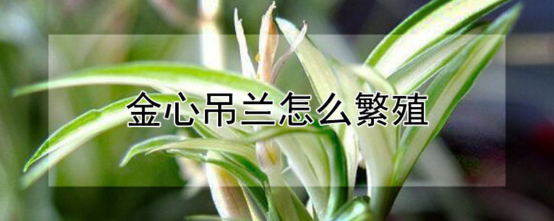 金心吊兰怎么繁殖 金心吊兰的养殖方法和注意事项