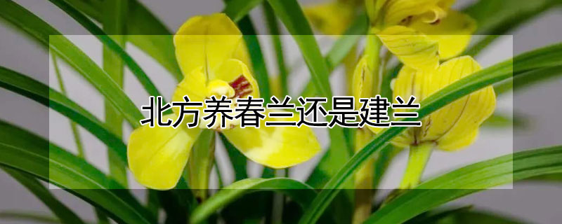 北方养春兰还是建兰 春兰比建兰难养吗