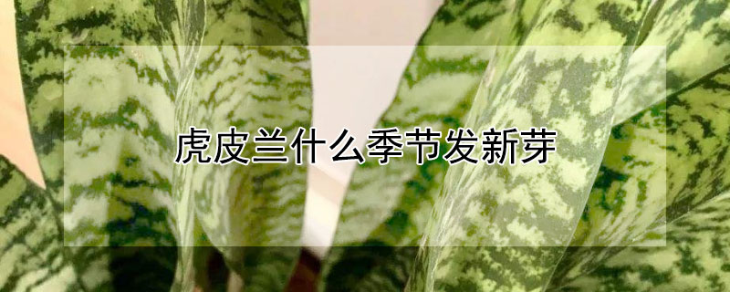 虎皮兰什么季节发新芽 虎皮兰什么时候发侧芽