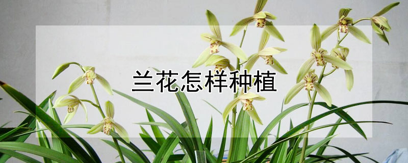 兰花怎样种植 刚买回来的米兰花怎样种植